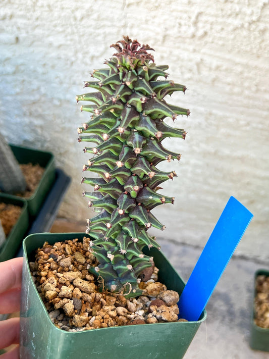 Monadenium Guentheri | Imported Cactus | Rare Succulent