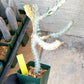 Large Euphorbia Lactea (G1) | Imported Cactus