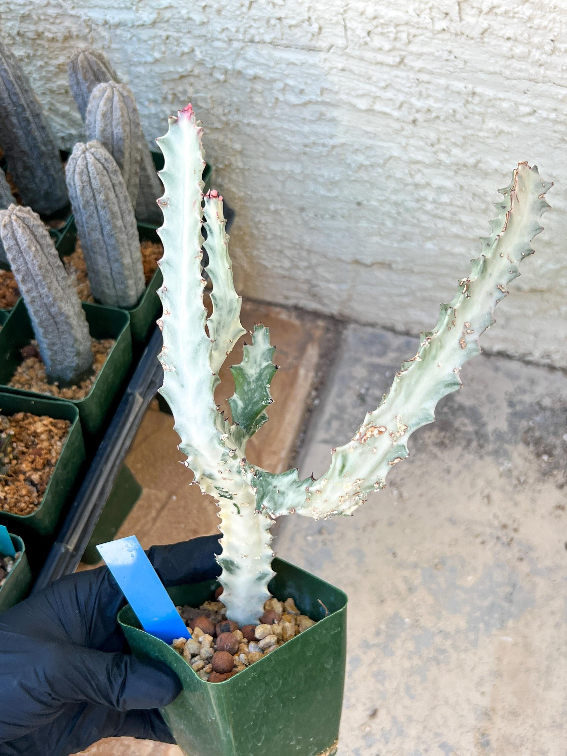 Large Euphorbia Lactea (G1) | Imported Cactus