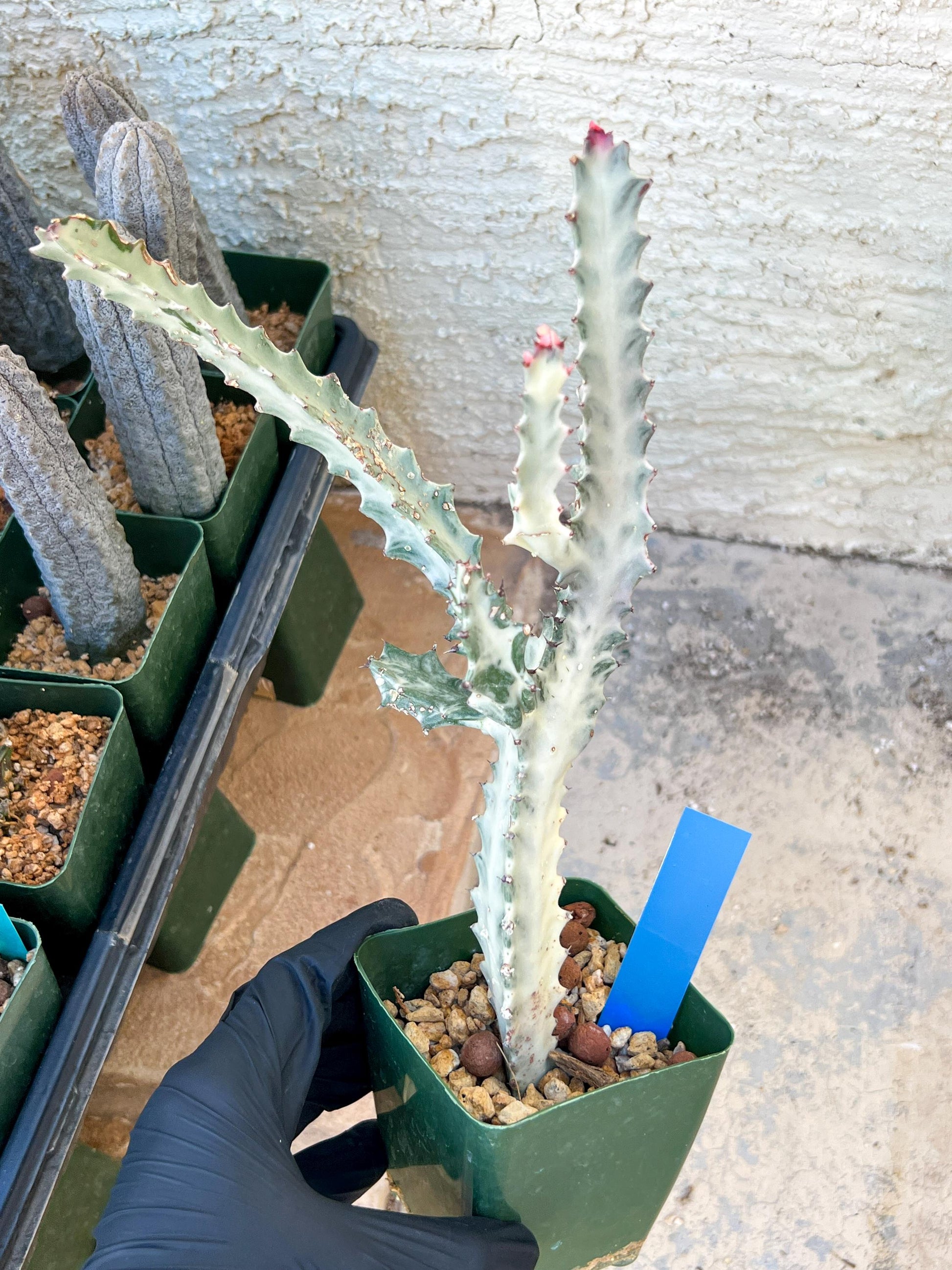 Large Euphorbia Lactea (G1) | Imported Cactus