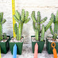 Cactus Petraea S. Carter | Succulent Cactus | Imported