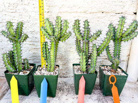 Cactus Petraea S. Carter | Succulent Cactus | Imported