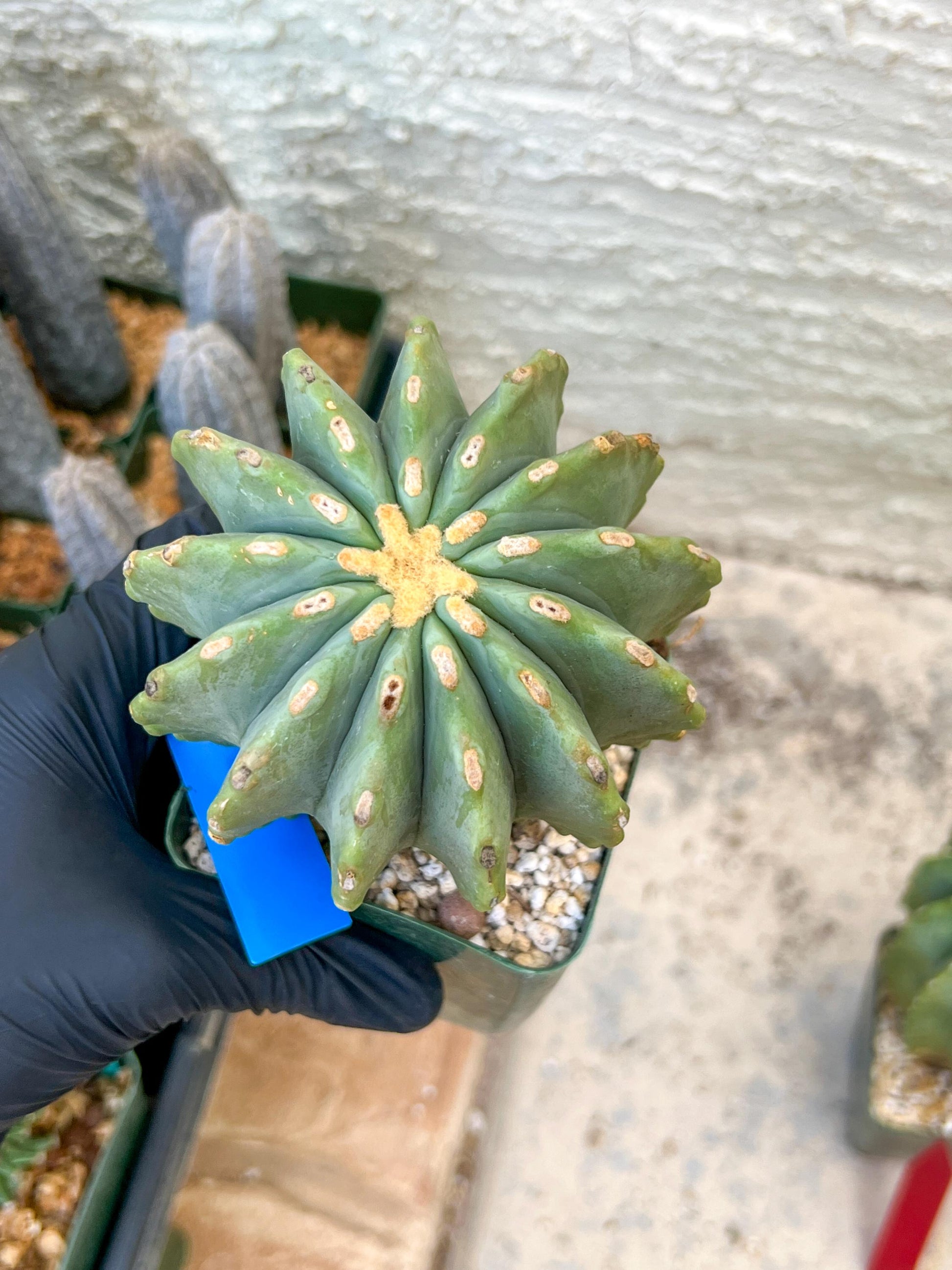 Ferocactus glaucescens inermis | Imported Plants
