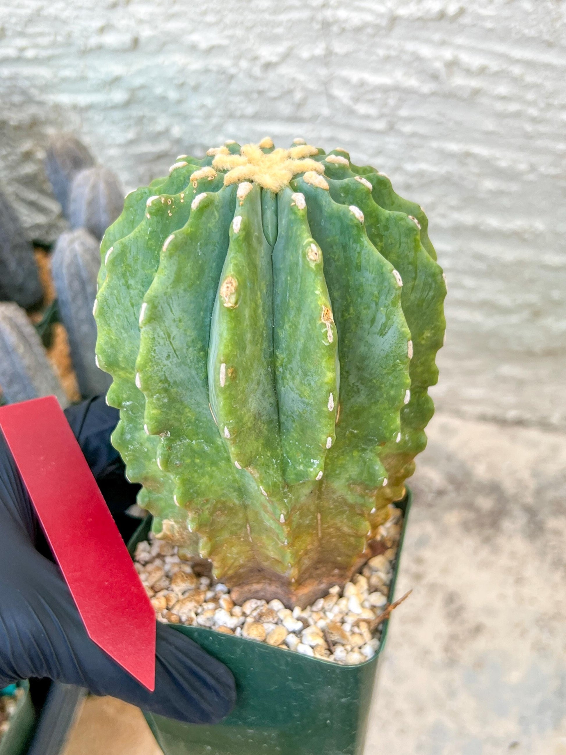 Ferocactus glaucescens inermis | Imported Plants