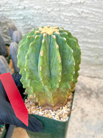 Ferocactus glaucescens inermis | Imported Plants