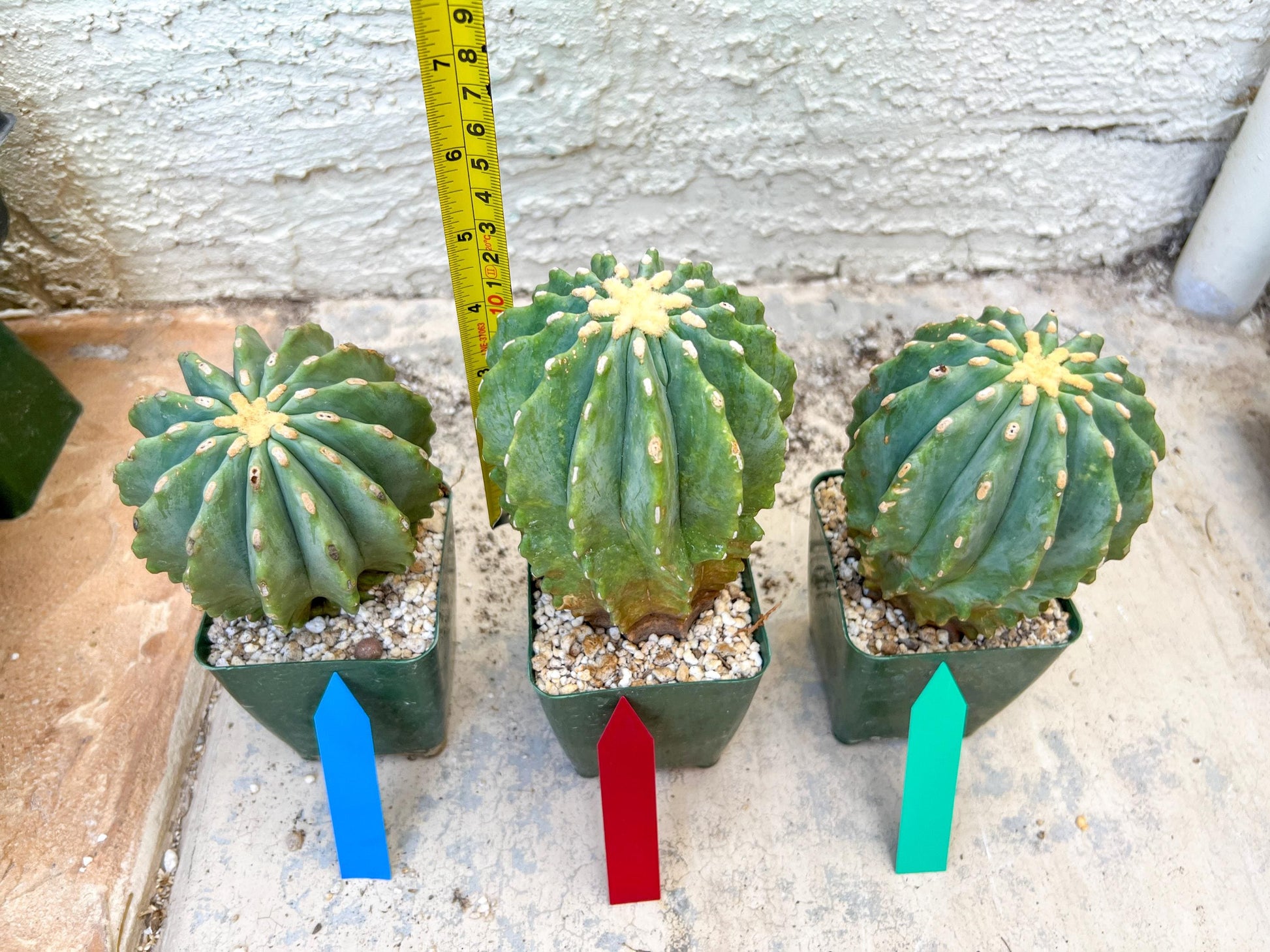 Ferocactus glaucescens inermis (Red) | Imported Plants