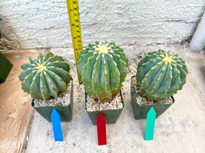 Ferocactus glaucescens inermis (Red) | Imported Plants