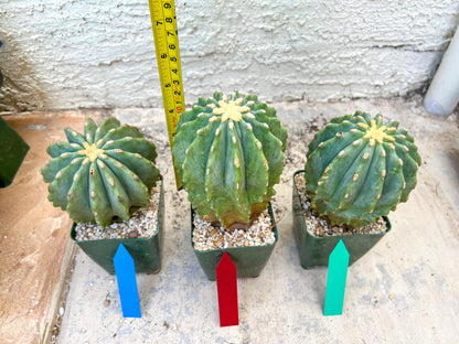 Ferocactus glaucescens inermis (Green) | Imported Plants