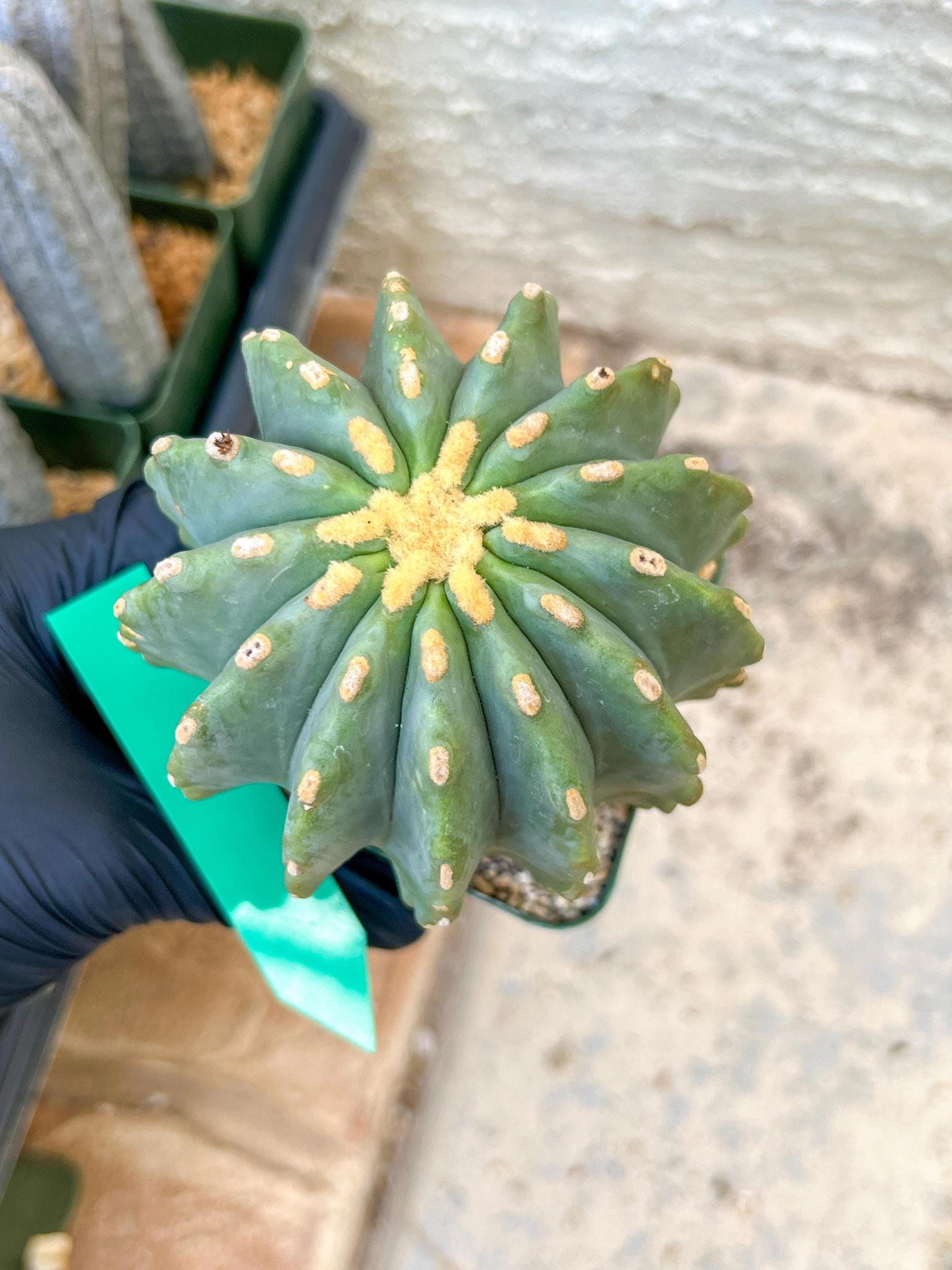 Ferocactus glaucescens inermis | Imported Plants