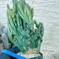 Bizarre Monvillea spegazzinii cristata (B-G) | Little Sun burn