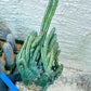 Bizarre Monvillea spegazzinii cristata (B-G) | Little Sun burn