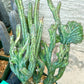 Bizarre Monvillea spegazzinii cristata (B-G) | Little Sun burn