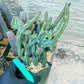 Bizarre Monvillea spegazzinii cristata (B-G) | Little Sun burn