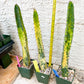 Harrisia Jusbertii Variegated XL | Rare Succulent
