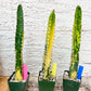 Harrisia Jusbertii Variegated XL | Rare Succulent
