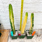 Harrisia Jusbertii Variegated XL | Rare Succulent