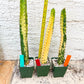 Harrisia Jusbertii Variegated XL | Rare Succulent