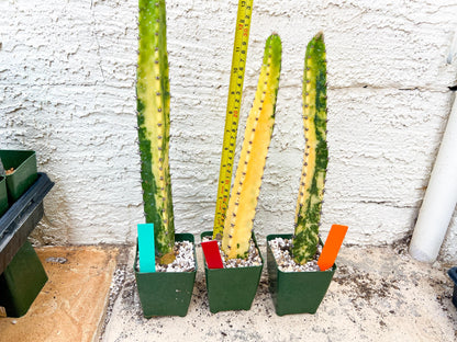 Harrisia Jusbertii Variegated XL | Rare Succulent