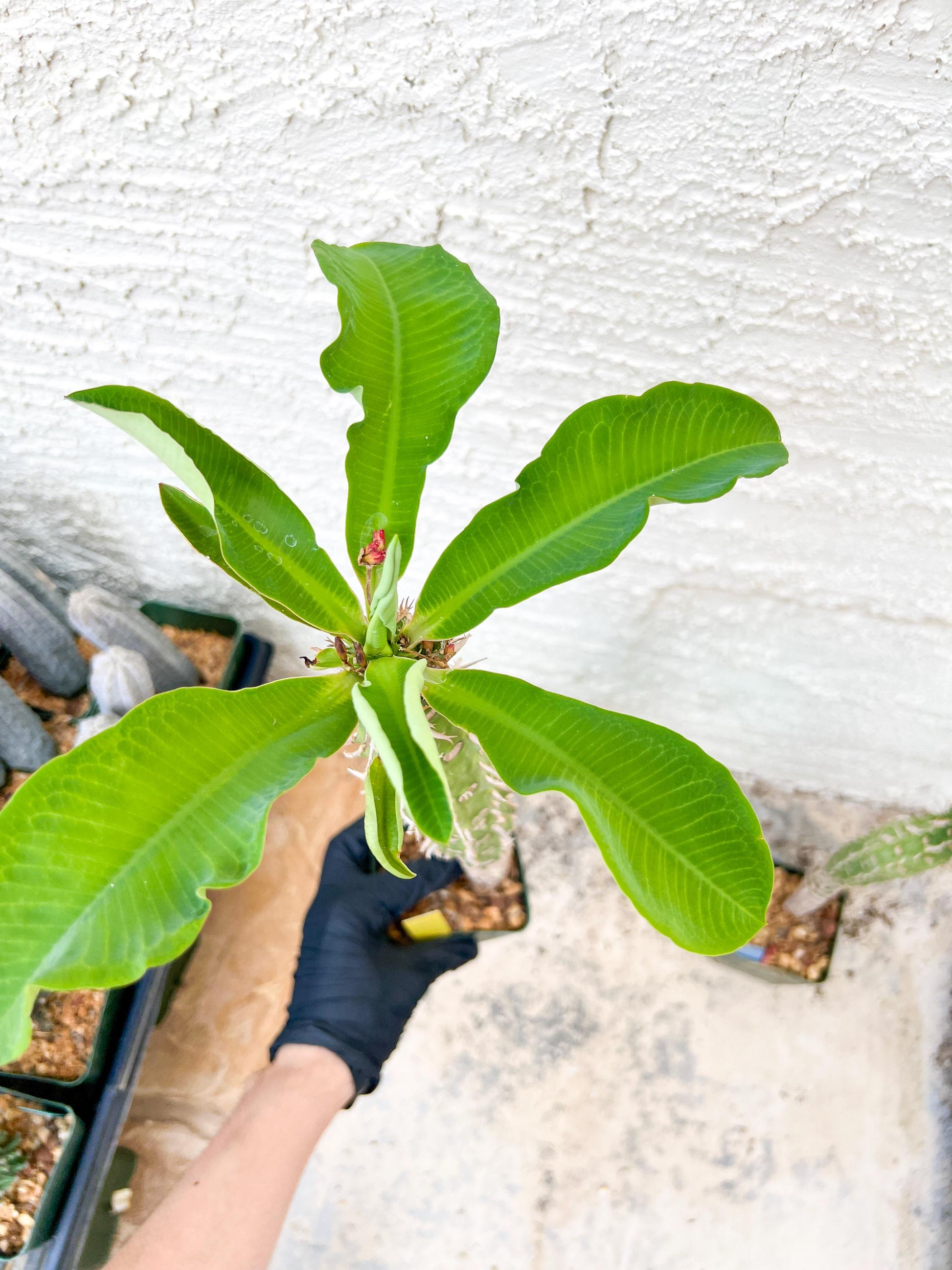 Eupho Viguieri var. Ankarafantsiensis (Y-B) | Imported plants