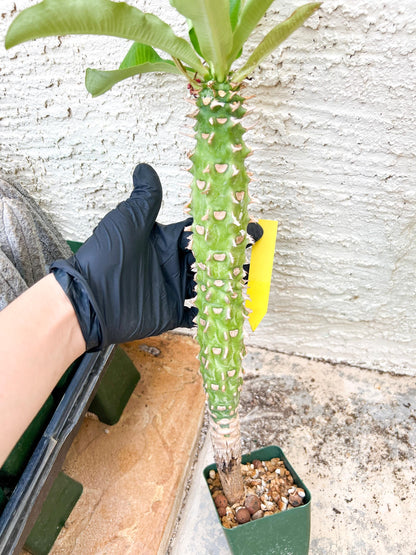 Eupho Viguieri var. Ankarafantsiensis (Y-B) | Imported plants