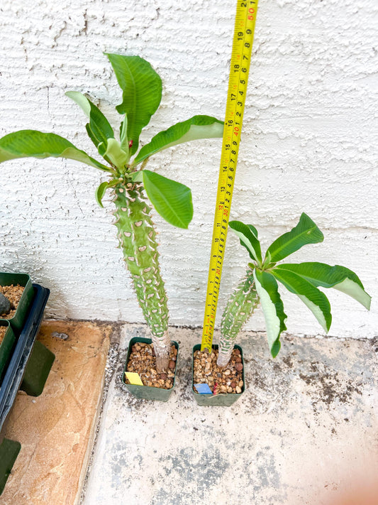 Eupho Viguieri var. Ankarafantsiensis (Y-B) | Imported plants