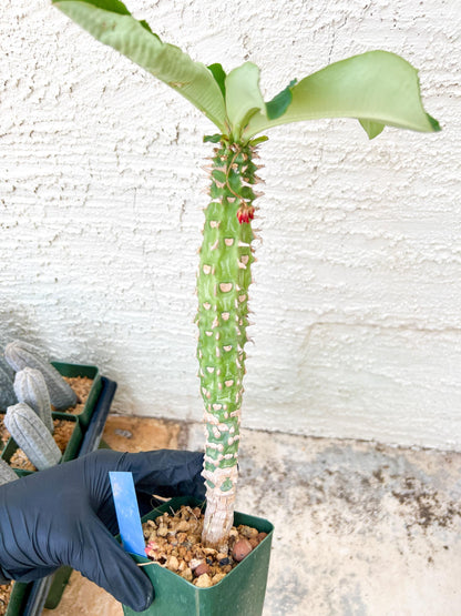 Eupho Viguieri var. Ankarafantsiensis (Y-B) | Imported plants