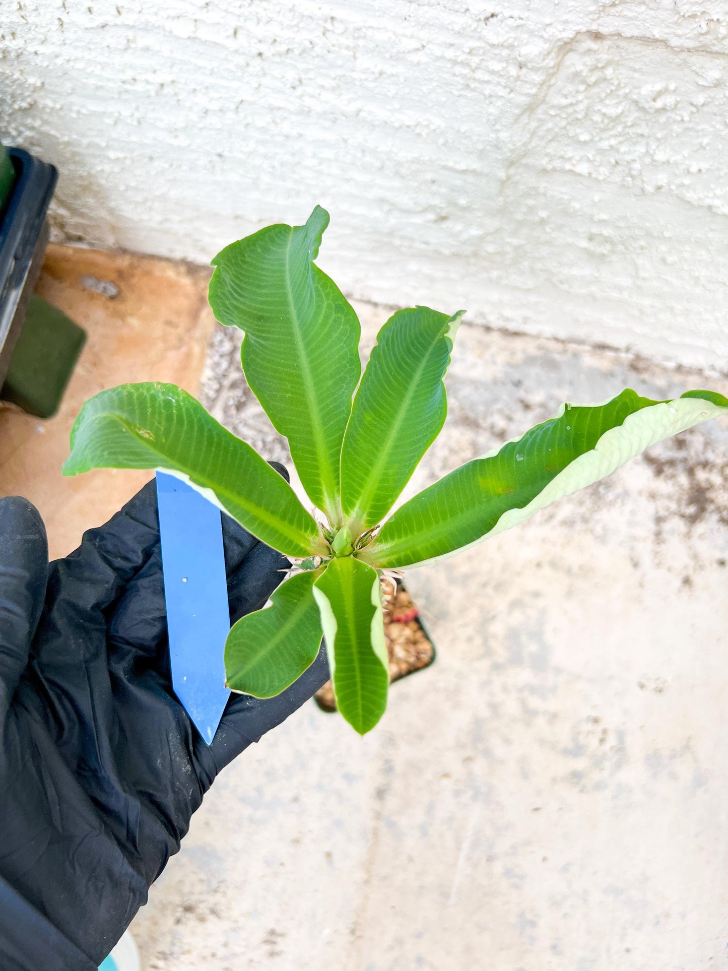 Eupho Viguieri var. Ankarafantsiensis (Y-B) | Imported plants