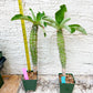 Eupho Viguieri var. Ankarafantsiensis (P-G) | Imported plants