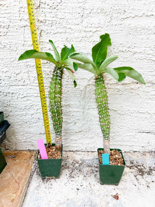 Eupho Viguieri var. Ankarafantsiensis (P-G) | Imported plants