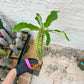 Eupho Viguieri var. Ankarafantsiensis (P-G) | Imported plants