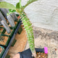 Eupho Viguieri var. Ankarafantsiensis (P-G) | Imported plants
