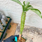 Eupho Viguieri var. Ankarafantsiensis (P-G) | Imported plants