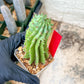 Euphorb Fruticosa Inermis | Rare Succulent