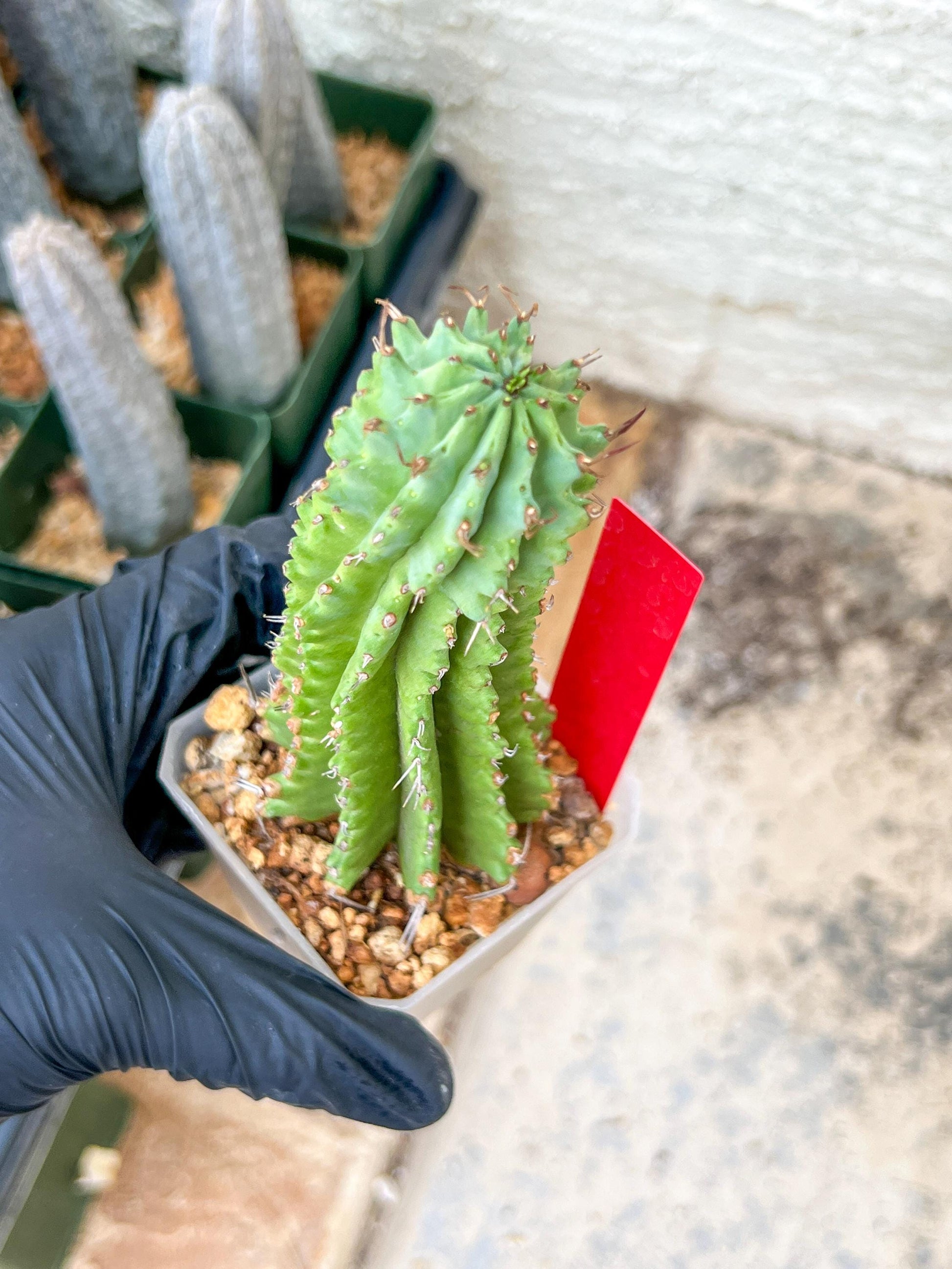 Euphorb Fruticosa Inermis | Rare Succulent