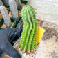 Euphorb Fruticosa Inermis | Rare Succulent