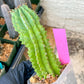 Euphorb Fruticosa Inermis | Rare Succulent