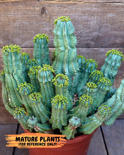 Euphorb Fruticosa Inermis (Pink) | Rare Succulent