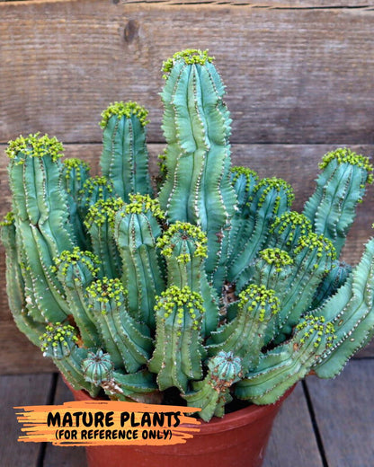 Euphorb Fruticosa Inermis (Pink) | Rare Succulent