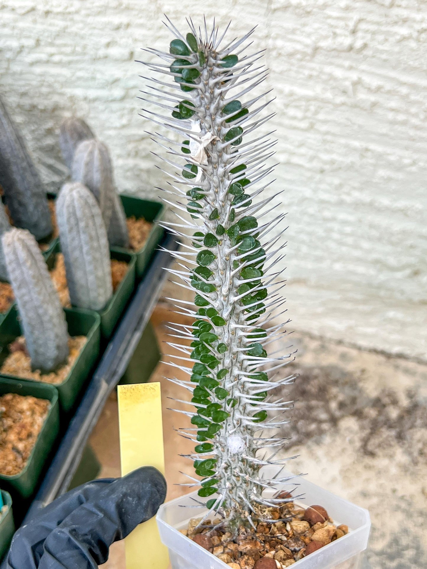 Rare Procera Plant | Madagascar ocotillo | Rare Imported