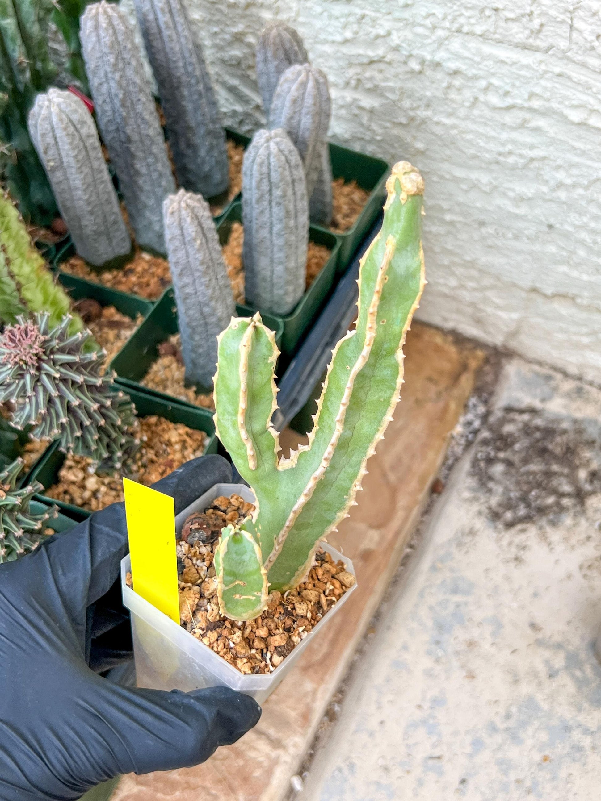 Ammak 'Green' | Rare Imported Plants | 2.5" Pot