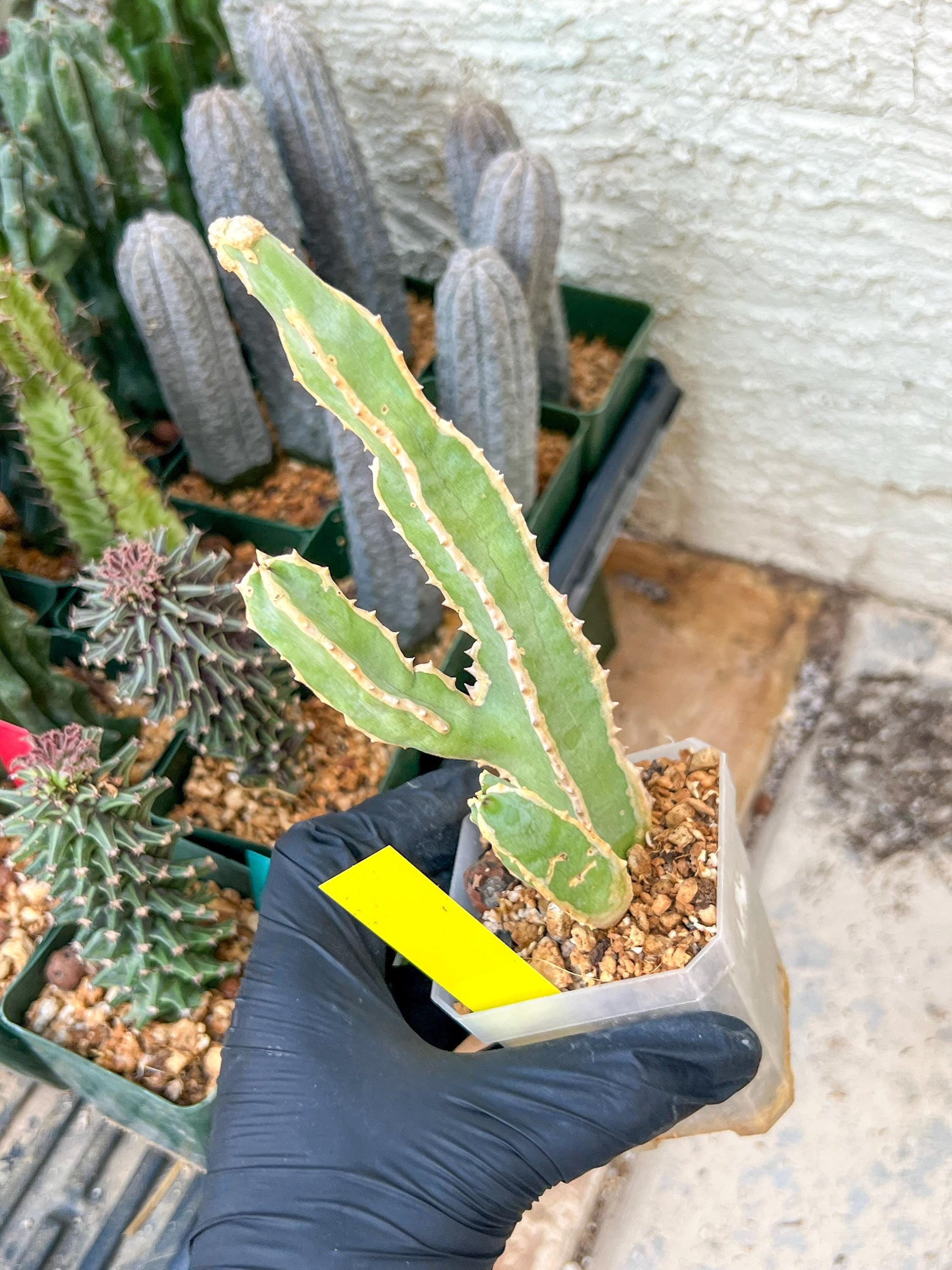 Ammak 'Green' | Rare Imported Plants | 2.5" Pot