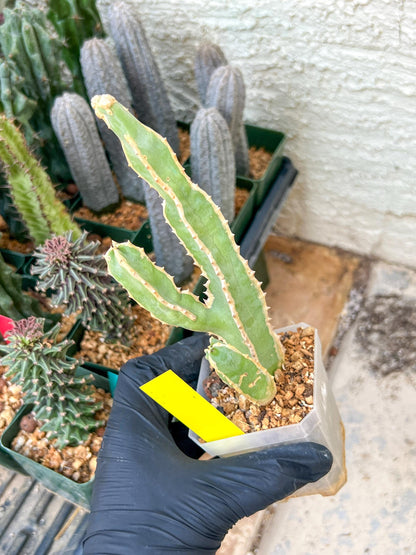 Ammak 'Green' | Rare Imported Plants | 2.5" Pot