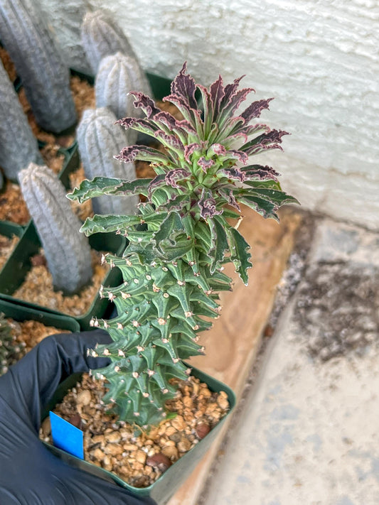 Monadenium Guentheri (2.0) | Imported Cactus | Rare Succulent
