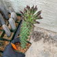 Monadenium Guentheri (2.0) | Imported Cactus | Rare Succulent