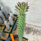 Monadenium Guentheri (2.0) | Imported Cactus | Rare Succulent