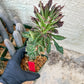 Monadenium Guentheri (2.0) | Imported Cactus | Rare Succulent