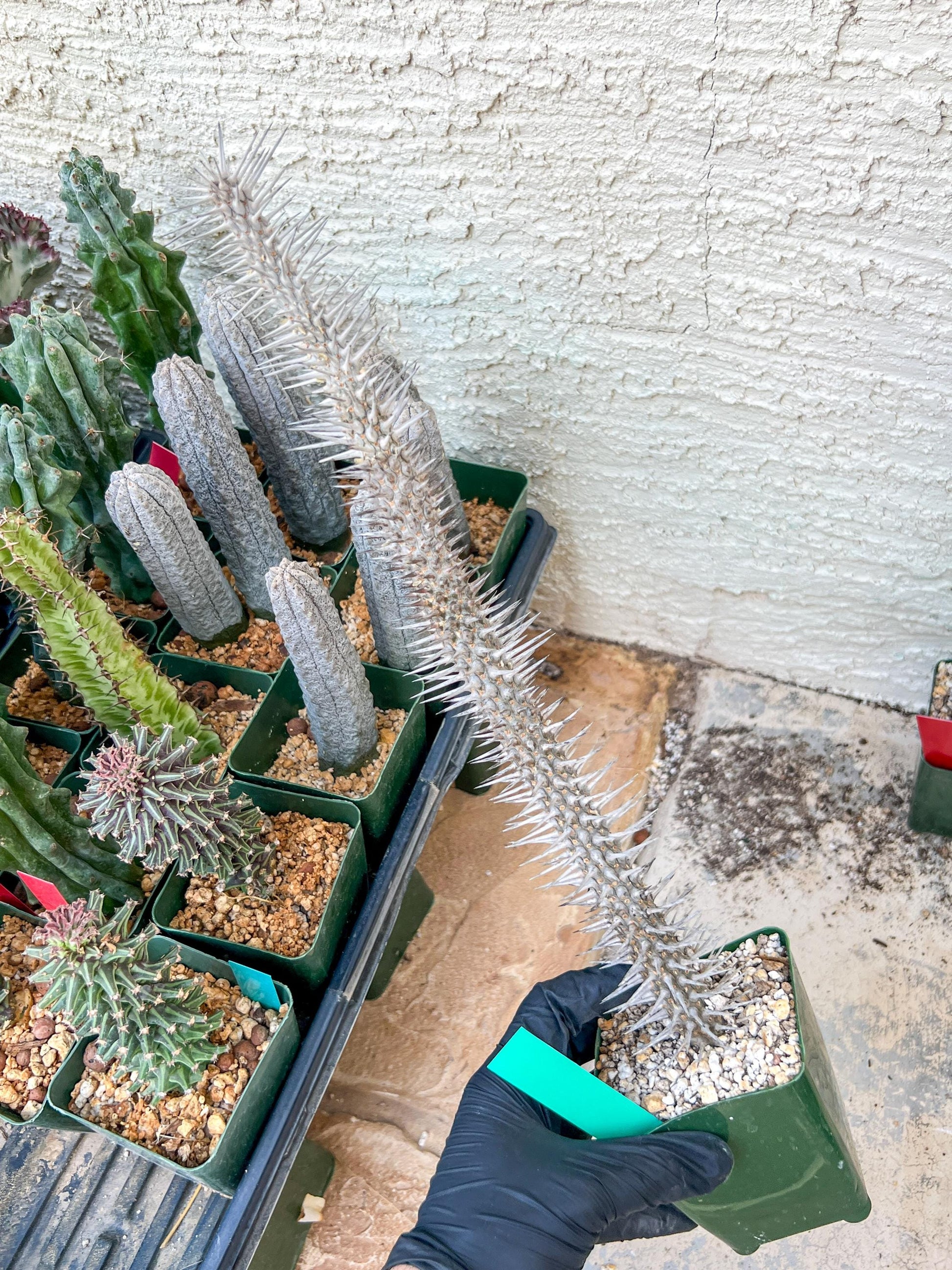 Madagascar ocotillo Alluaudia procera (G2) | Rare Imported