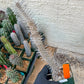 Madagascar ocotillo Alluaudia procera (G2) | Rare Imported