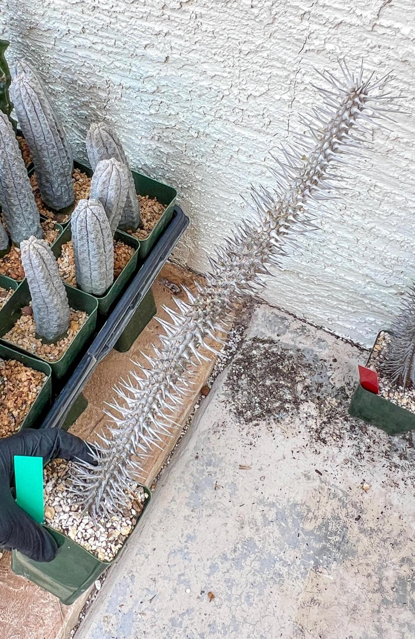 Madagascar ocotillo Alluaudia procera (G2) | Rare Imported