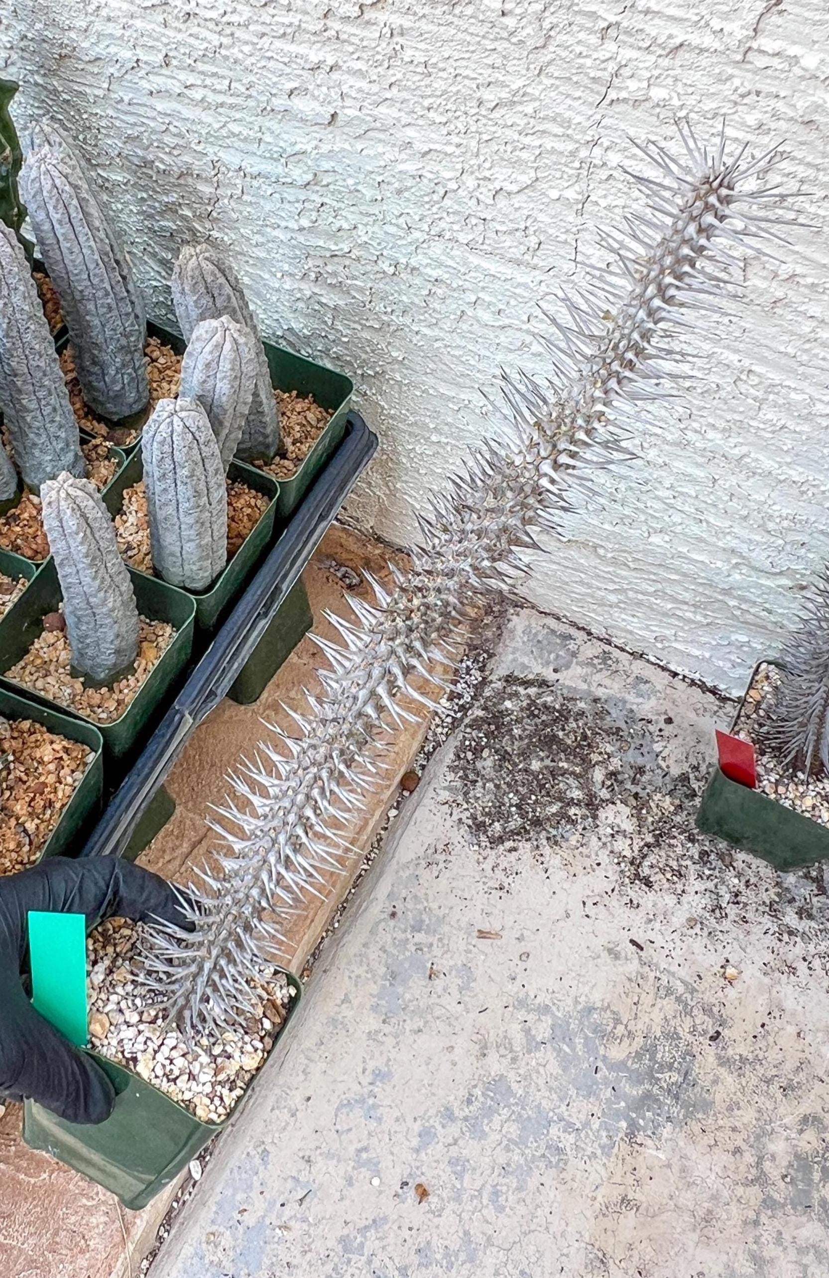 Madagascar ocotillo Alluaudia procera (G2) | Rare Imported